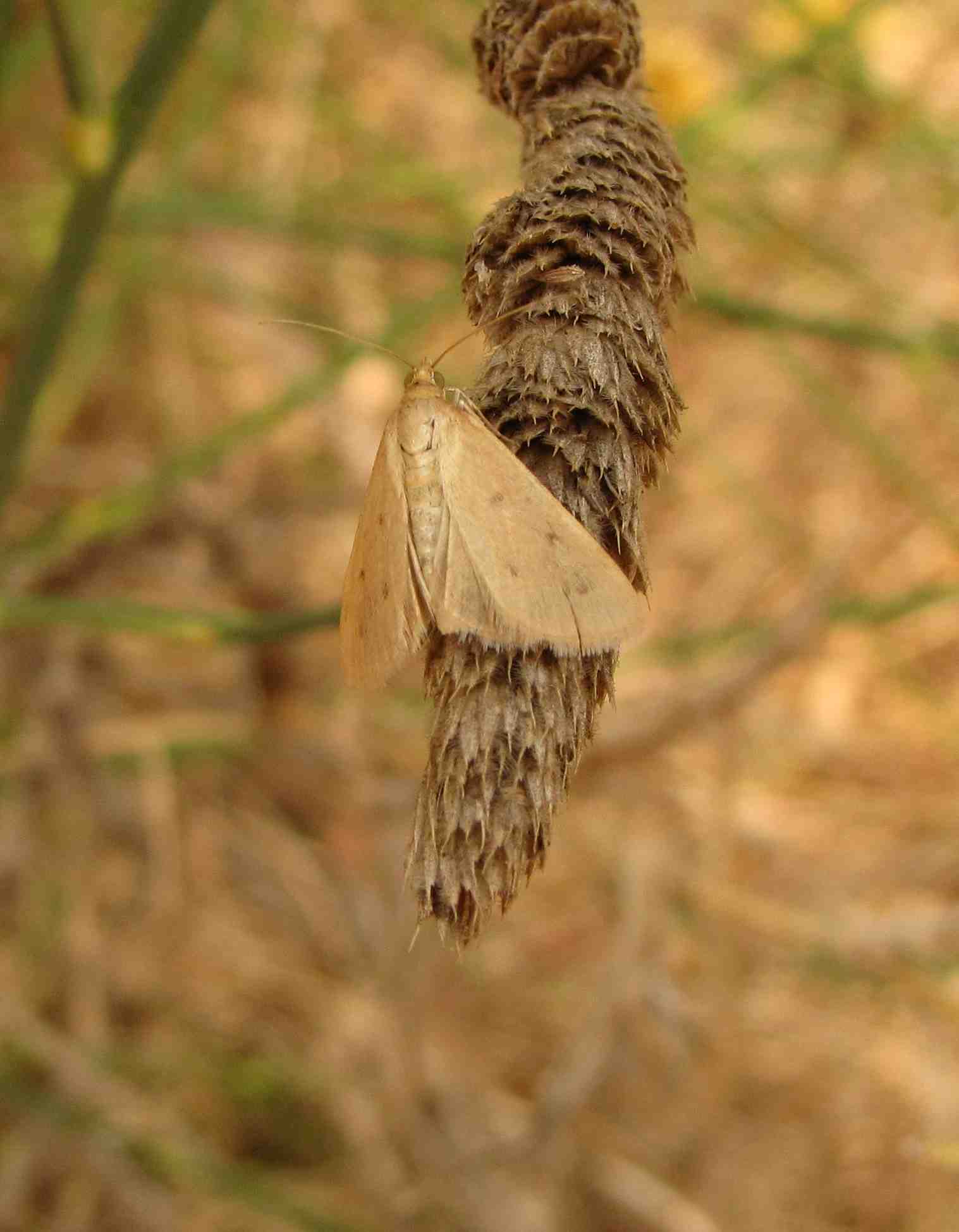 farfalla marroncina chiara